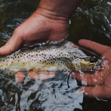 A person is holding a brown trout in water.
